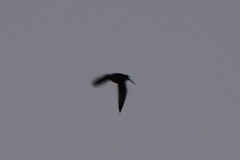 Gallinago