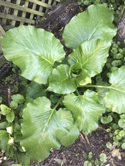 Cardiocrinum