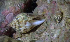 Maculastrombus maculatus