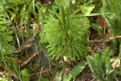 Dendrolycopodium dendroideum