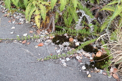 Coprosma ernodeoides