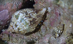 Maculastrombus maculatus