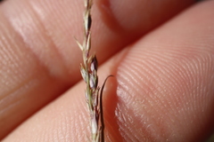 Sporobolus neglectus