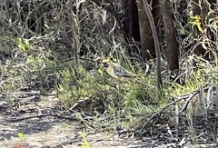 Platycercus elegans flaveolus