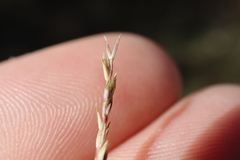 Sporobolus neglectus