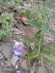 Penstemon campanulatus