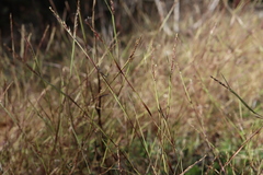 Sporobolus neglectus
