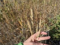 Muhlenbergia andina