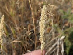 Muhlenbergia andina