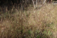 Sporobolus neglectus