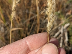 Muhlenbergia andina