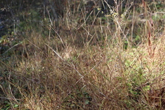 Sporobolus neglectus