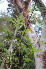 Acacia koa