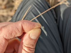 Muhlenbergia andina