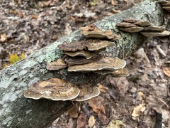 Trametes betulina
