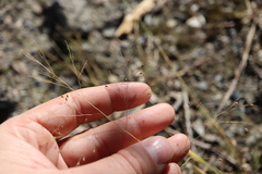 Panicum philadelphicum philadelphicum