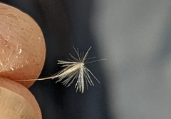 Muhlenbergia andina