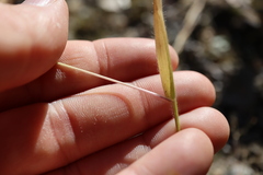 Panicum philadelphicum philadelphicum