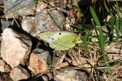 Colias croceus
