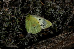 Colias croceus