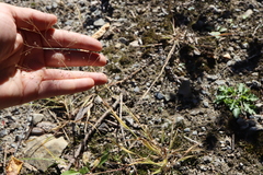 Panicum philadelphicum philadelphicum