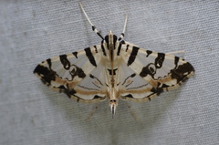 Conchylodes salamisalis