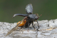 Sinodendron cylindricum
