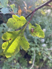 Blepharida rhois