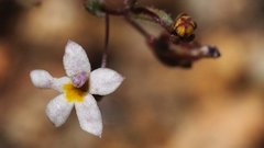 Nemacladus breviflorus