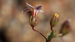 Nemacladus breviflorus