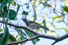 Conopophila albogularis