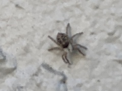 Menemerus semilimbatus