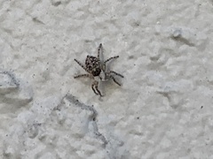 Menemerus semilimbatus