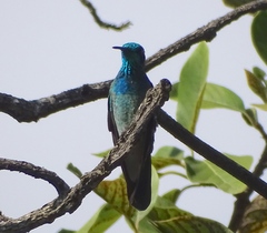 Colibri serrirostris