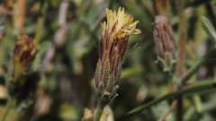 Brickellia frutescens