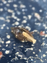 Columbella rusticoides