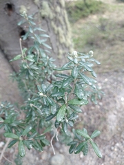 Chiliotrichum diffusum