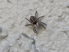 Menemerus semilimbatus