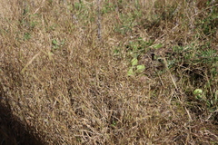 Sporobolus neglectus