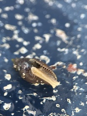 Columbella rusticoides