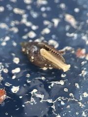 Columbella rusticoides