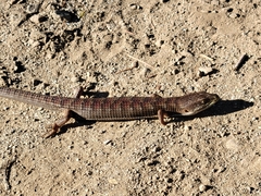 Elgaria multicarinata multicarinata