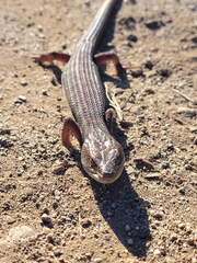 Elgaria multicarinata multicarinata