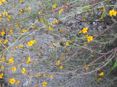 Dyssodia tagetiflora