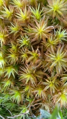 Atrichum crispulum