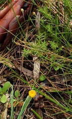 Leptorhynchos squamatus