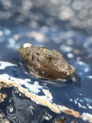 Columbella rusticoides