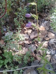 Penstemon campanulatus
