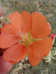 Sphaeralcea fendleri