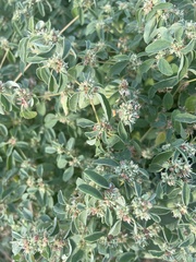 Croton monanthogynus